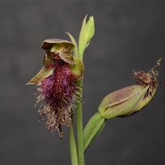 Calochilus platychilus at Aranda, ACT - 15 Oct 2024