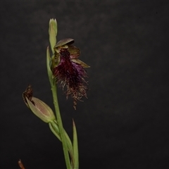 Calochilus platychilus at Aranda, ACT - 15 Oct 2024