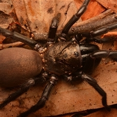 Mygalomorphae (infraorder) (Unidentified mygalomorph spider) at Rosslyn, QLD - 14 Oct 2024 by NateKingsford