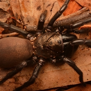 Aname pallida (Wishbone spider) at Rosslyn, QLD by NateKingsford