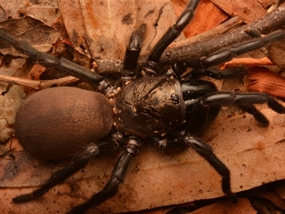 Mygalomorphae (infraorder) (Unidentified mygalomorph spider) at Rosslyn, QLD - 14 Oct 2024 by NateKingsford