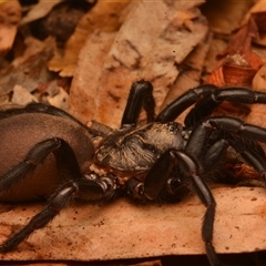 Aname pallida at Rosslyn, QLD - 14 Oct 2024