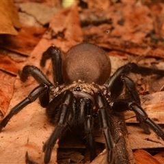 Aname pallida at Rosslyn, QLD - 14 Oct 2024