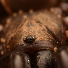 Aname pallida at Rosslyn, QLD - 14 Oct 2024