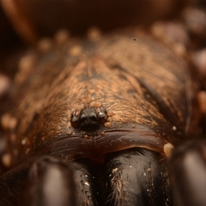 Mygalomorphae (infraorder) at Rosslyn, QLD - 14 Oct 2024