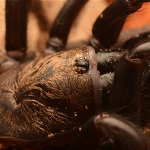 Aname pallida at Rosslyn, QLD - 14 Oct 2024 09:16 PM
