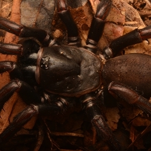 Cataxia sp. (Spiny trapdoor) at Rosslyn, QLD by NateKingsford