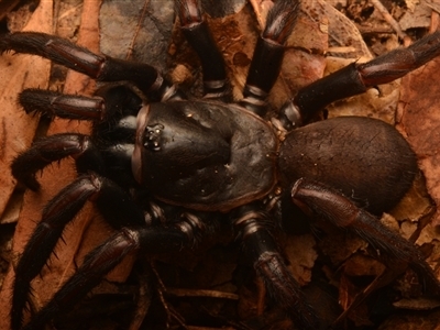 Cataxia sp. (Spiny trapdoor) at Rosslyn, QLD - 14 Oct 2024 by NateKingsford