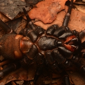 Cataxia sp. at Rosslyn, QLD - 14 Oct 2024