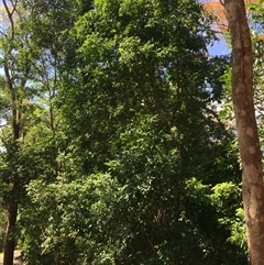 Harpullia pendula (Tulipwood) at Whitfield, QLD - 5 Oct 2024 by JasonPStewartNMsnc2016