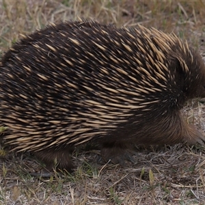 Tachyglossus aculeatus (Short-beaked Echidna) at Yarralumla, ACT by TimL