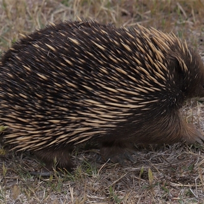 Tachyglossus aculeatus (Short-beaked Echidna) at Yarralumla, ACT - 15 Oct 2024 by TimL