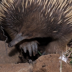 Tachyglossus aculeatus (Short-beaked Echidna) at Yarralumla, ACT - 15 Oct 2024 by TimL