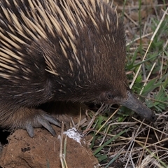 Tachyglossus aculeatus at Yarralumla, ACT - 15 Oct 2024