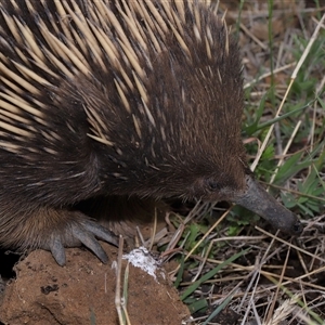 Tachyglossus aculeatus at Yarralumla, ACT - 15 Oct 2024 02:04 PM