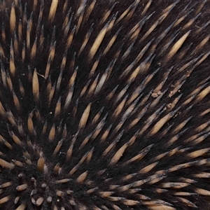 Tachyglossus aculeatus at Yarralumla, ACT - 15 Oct 2024