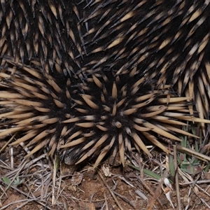 Tachyglossus aculeatus at Yarralumla, ACT - 15 Oct 2024 02:04 PM