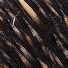 Aphididae (family) (Unidentified aphid) at Yarralumla, ACT - 15 Oct 2024 by TimL