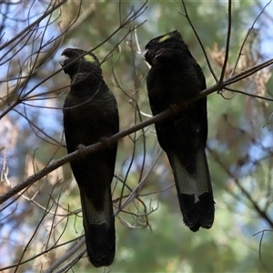 Zanda funerea (Yellow-tailed Black-Cockatoo) at Yarralumla, ACT by TimL