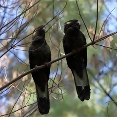 Zanda funerea at Yarralumla, ACT - 2 Oct 2024