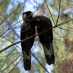 Zanda funerea at Yarralumla, ACT - 2 Oct 2024 02:08 PM