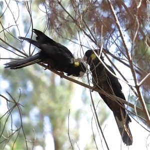 Zanda funerea at Yarralumla, ACT - 2 Oct 2024 02:08 PM