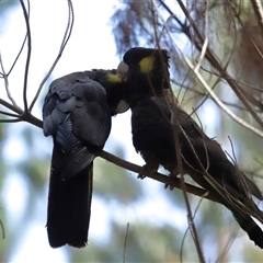 Zanda funerea at Yarralumla, ACT - 2 Oct 2024