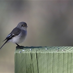 Petroica goodenovii (Red-capped Robin) at Forde, ACT - 26 Jun 2024 by TimL