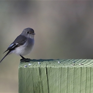 Petroica goodenovii at Forde, ACT - 26 Jun 2024