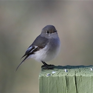 Petroica goodenovii at Forde, ACT - 26 Jun 2024