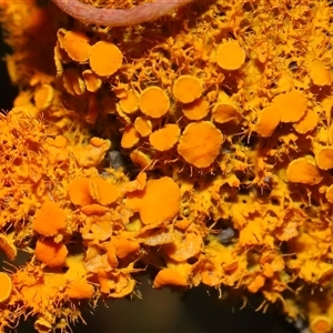 Teloschistes sp. (genus) at Tharwa, ACT by TimL