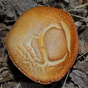 Unidentified Cap on a stem; gills below cap [mushrooms or mushroom-like] at Yarralumla, ACT by TimL