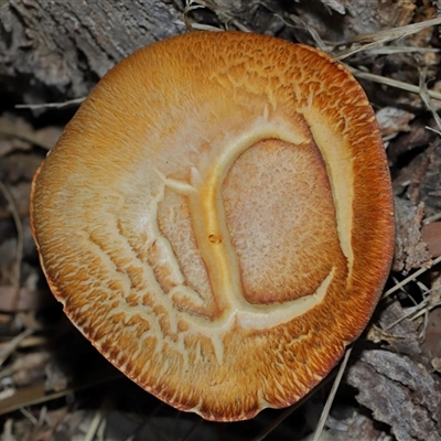 Unidentified Cap on a stem; gills below cap [mushrooms or mushroom-like] at Yarralumla, ACT - 15 Jun 2024 by TimL