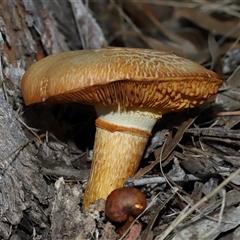 Cortinarius sp. at Yarralumla, ACT - 15 Jun 2024