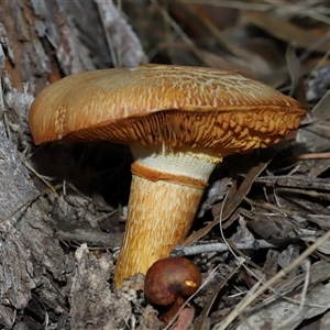 Cortinarius sp. at Yarralumla, ACT - 15 Jun 2024