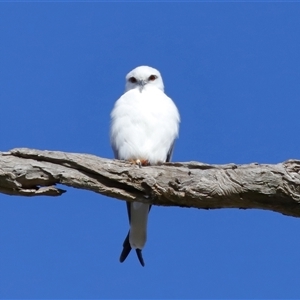 Elanus axillaris (Black-shouldered Kite) at Throsby, ACT by TimL