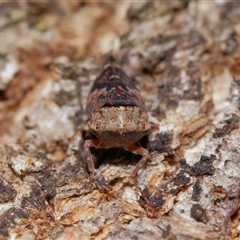 Eurymeloides adspersa (Gumtree hopper) at Yarralumla, ACT - 13 Aug 2024 by TimL