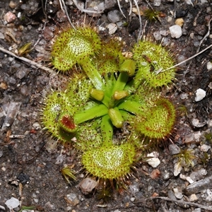 Drosera sp. at Tharwa, ACT - 21 Aug 2024