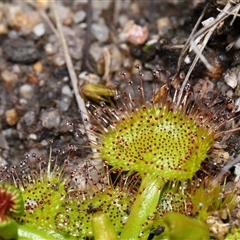 Drosera (genus) at Tharwa, ACT - 21 Aug 2024 01:18 PM