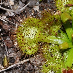 Drosera sp. at Tharwa, ACT - 21 Aug 2024