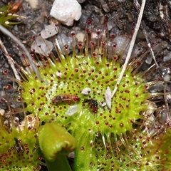 Drosera sp. at Tharwa, ACT - 21 Aug 2024