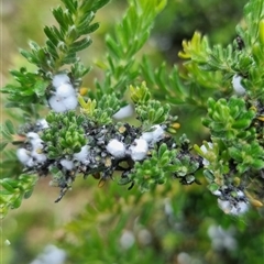 Monophlebulus sp. (genus) at Uriarra Village, ACT - 15 Oct 2024 by Dawn4134