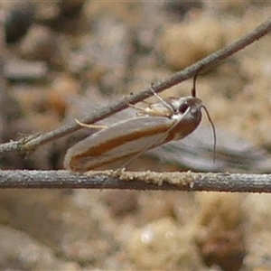 Xylorycta parabolella at Colo Vale, NSW - 4 Oct 2024