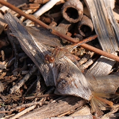 Unidentified Dragonfly or Damselfly (Odonata) at Princes Hill, VIC - 2 Oct 2024 by ConBoekel