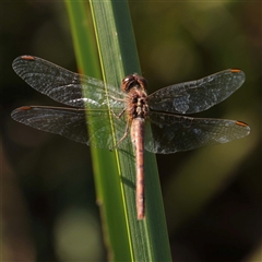 Unidentified Dragonfly (Anisoptera) at Princes Hill, VIC - 2 Oct 2024 by ConBoekel