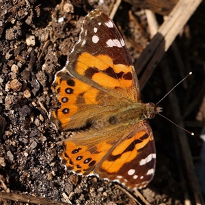 Unidentified Butterfly (Lepidoptera, Rhopalocera) at Princes Hill, VIC by ConBoekel