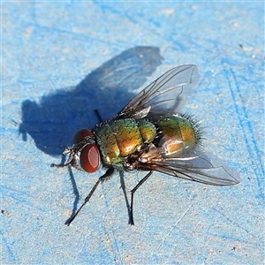 Unidentified Blow fly (Calliphoridae) at Princes Hill, VIC by ConBoekel