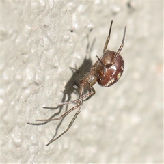 Unidentified Spider (Araneae) at Princes Hill, VIC - 2 Oct 2024 by ConBoekel