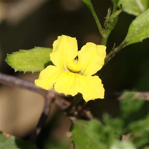 Goodenia ovata (Hop Goodenia) at Alphington, VIC by ConBoekel