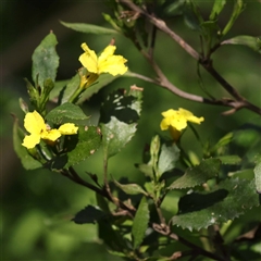 Goodenia ovata at Alphington, VIC - 3 Oct 2024 12:25 PM